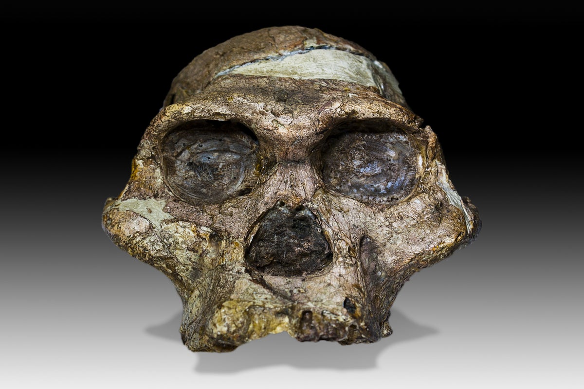 Fossils In The Cradle Of Humankind May Be More Than A Million Years Fossils In The Cradle Of Humankind May Be More Than A Million Years